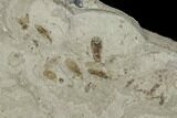 Insect Fossil Cluster With Dozens Of Insects - Utah #101682-3